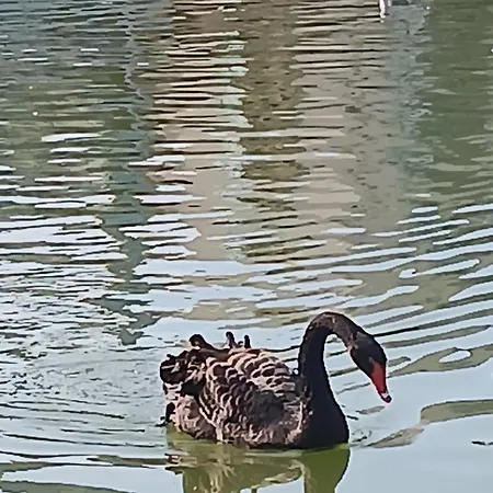 Lägenhet Charment Studio